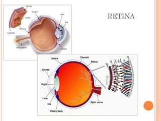 Talamo via visual ... | PDF