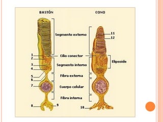 Talamo via visual ... | PDF