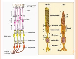 Talamo via visual ... | PDF