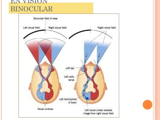 HEMIANOPSIA NASAL PDF DOWNLOAD HEMIANOPSIA NASAL PDF DOWNLOAD