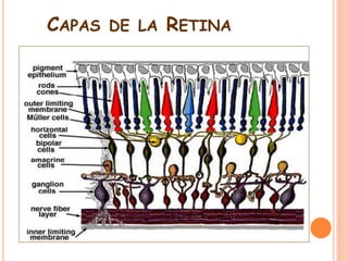 CAPAS

DE LA

RETINA

 