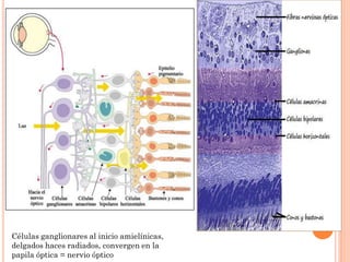 Células ganglionares al inicio amielínicas,
delgados haces radiados, convergen en la
papila óptica = nervio óptico

 