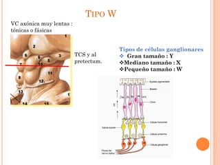 TIPO W
VC axónica muy lentas :
tónicas o fásicas

TCS y al
pretectum.

Tipos de células ganglionares
 Gran tamaño : Y
Mediano tamaño : X
Pequeño tamaño : W

 