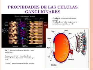 PROPIEDADES DE LAS CELULAS
GANGLIONARES
Células X : reina central (visión
central)
Células Y : en todas las partes la
retina ( menos que las x, w )

X y Y : discriminativos de la visión ( alta
resolución) .
Campos receptivos + pequeños de las
células X : frec. Espaciales + elevadas que
las Y.
Células Y + sensibles a estímulos móviles.

 
