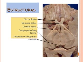 ESTRUCTURAS
Nervio óptico

Quiasma óptico
Cintilla óptica
Cuerpo geniculado
lateral

Tubérculo cuadrigémino
superior

 