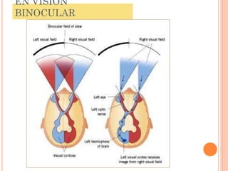 EN VISIÓN
BINOCULAR

 