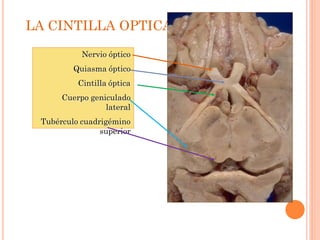 LA CINTILLA OPTICA
Nervio óptico
Quiasma óptico
Cintilla óptica
Cuerpo geniculado
lateral
Tubérculo cuadrigémino
superior

 