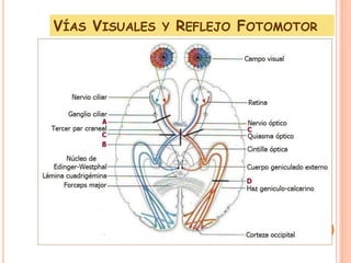 Talamo via visual ... | PDF