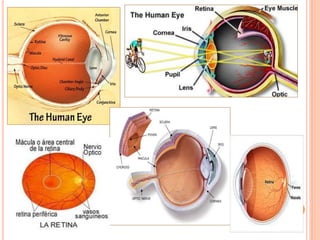 Talamo via visual ... | PDF