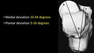 •Medial deviation 10-44 degrees
•Plantar deviation 5-50 degrees
 