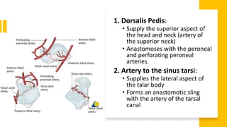 1. Dorsalis Pedis:
• Supply the superior aspect of
the head and neck (artery of
the superior neck)
• Anastomoses with the peroneal
and perforating peroneal
arteries.
2. Artery to the sinus tarsi:
• Supplies the lateral aspect of
the talar body
• Forms an anastomotic sling
with the artery of the tarsal
canal
 