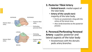 3. Posterior Tibial Artery
• Deltoid branch: medial aspect of
the talar body
• Artery of the canalis tarsi:
majority of the talar body
• Forms an anastomotic sling with the
artery of the tarsal sinus
• Also sends branches to the posterior
process
4. Peroneal/Perforating Peroneal
Artery: supplies posterior and
lateral aspects of the talar body
• Anastomoses with the dorsalis
pedis artery branches
 