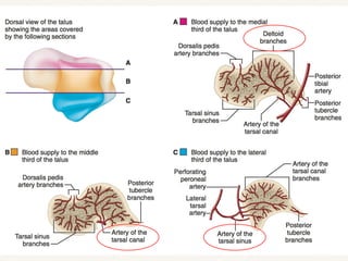 Talar Box Talar fractures | PPTX