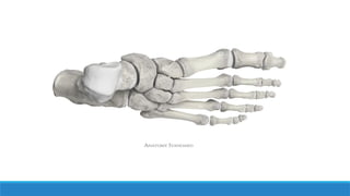 Talus Slides Talar Fractures (Fractures of Talus Bone).pptx