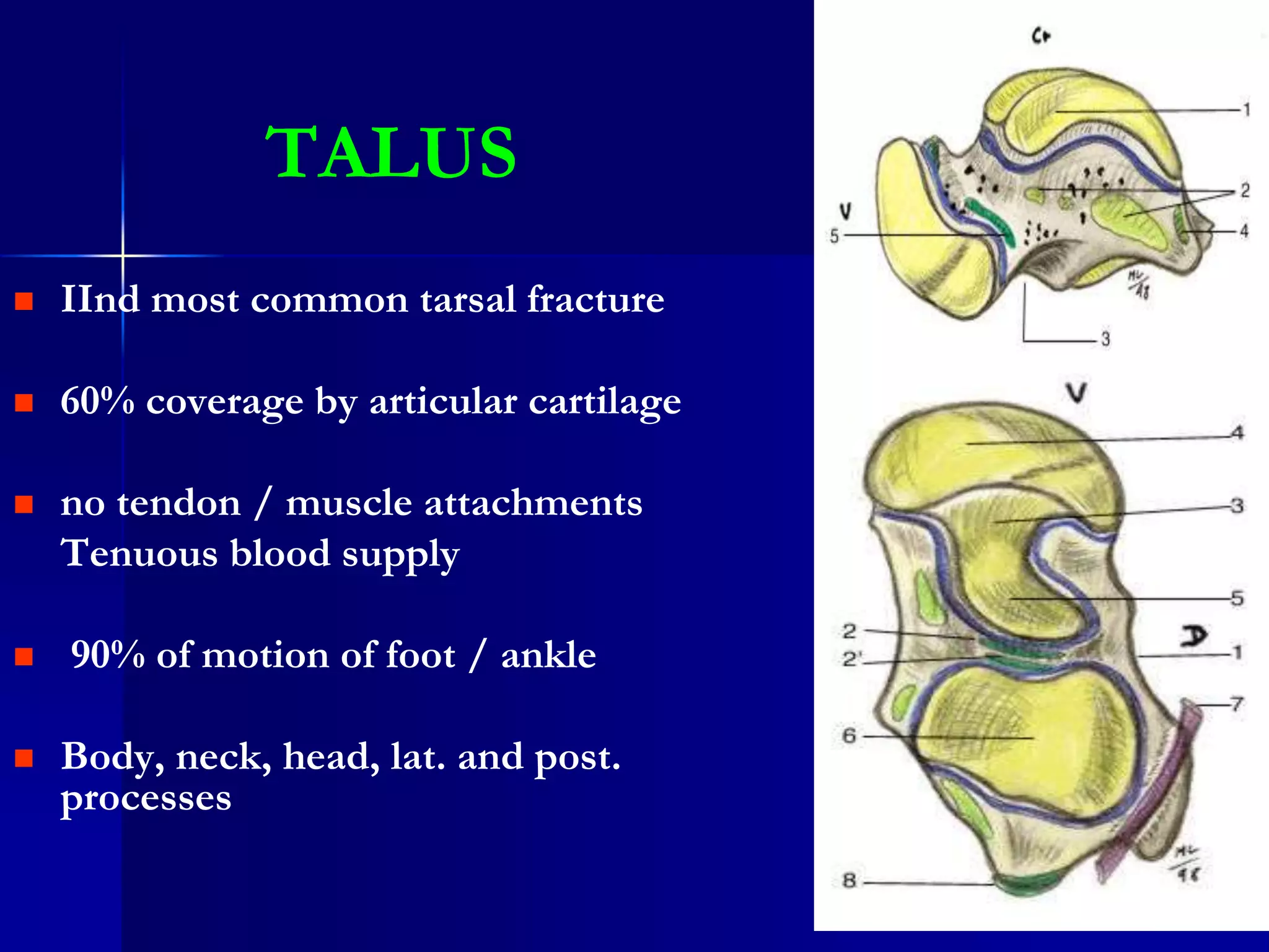Talus Anatomy Ppt