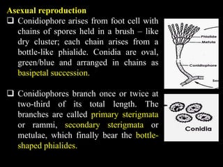 Asexual reproduction
 Conidiophore arises from foot cell with
chains of spores held in a brush – like
dry cluster; each chain arises from a
bottle-like phialide. Conidia are oval,
green/blue and arranged in chains as
basipetal succession.
 Conidiophores branch once or twice at
two-third of its total length. The
branches are called primary sterigmata
or rammi, secondary sterigmata or
metulae, which finally bear the bottle-
shaped phialides.
 