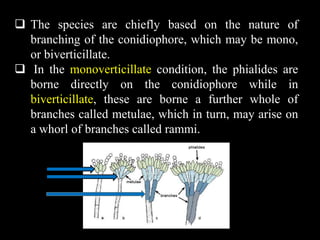  The species are chiefly based on the nature of
branching of the conidiophore, which may be mono,
or biverticillate.
 In the monoverticillate condition, the phialides are
borne directly on the conidiophore while in
biverticillate, these are borne a further whole of
branches called metulae, which in turn, may arise on
a whorl of branches called rammi.
 