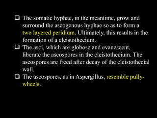  The somatic hyphae, in the meantime, grow and
surround the ascogenous hyphae so as to form a
two layered peridium. Ultimately, this results in the
formation of a cleistothecium.
 The asci, which are globose and evanescent,
liberate the ascospores in the cleistothecium. The
ascospores are freed after decay of the cleistothecial
wall.
 The ascospores, as in Aspergillus, resemble pully-
wheels.
 
