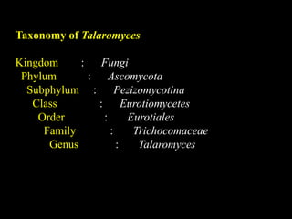 Taxonomy of Talaromyces
Kingdom : Fungi
Phylum : Ascomycota
Subphylum : Pezizomycotina
Class : Eurotiomycetes
Order : Eurotiales
Family : Trichocomaceae
Genus : Talaromyces
 