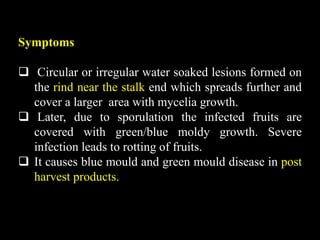 Symptoms
 Circular or irregular water soaked lesions formed on
the rind near the stalk end which spreads further and
cover a larger area with mycelia growth.
 Later, due to sporulation the infected fruits are
covered with green/blue moldy growth. Severe
infection leads to rotting of fruits.
 It causes blue mould and green mould disease in post
harvest products.
 