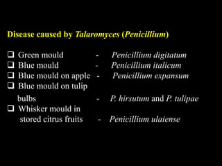 Disease caused by Talaromyces (Penicillium)
 Green mould - Penicillium digitatum
 Blue mould - Penicillium italicum
 Blue mould on apple - Penicillium expansum
 Blue mould on tulip
bulbs - P. hirsutum and P. tulipae
 Whisker mould in
stored citrus fruits - Penicillium ulaiense
 