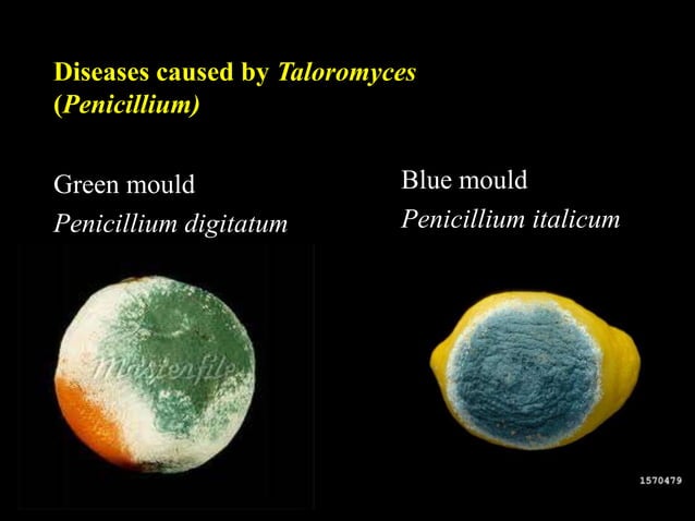 Talaromyces | PPTX | Gardening | Home & Garden