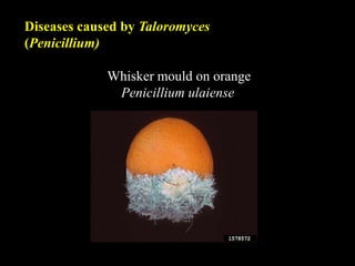 Diseases caused by Taloromyces
(Penicillium)
Whisker mould on orange
Penicillium ulaiense
 