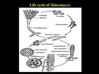 Life cycle of Talaromyces
 