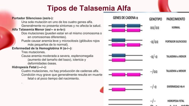 TALASEMIA TIPOS, DIAGNÓSTICO Y PREVENCION | PPTX | Blood Disorders ...