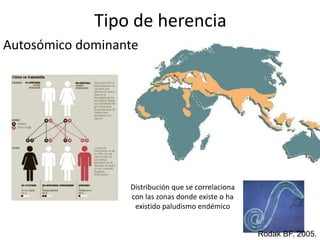 Tipo de herenciaAutosómicodominante Distribución que se correlaciona con las zonas donde existe o ha existido paludismo endémicoRodakBF. 2005. 