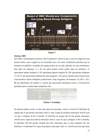 Figura 1
Sistema ABO
Em 1900, o imunologista austríaco, Karl Landsteiner, observou que o soro do sangue de uma
pessoa muitas vezes coagula ao ser misturado com o de outra. Landsteiner percebeu que as
hemácias ou glóbulos vermelhos do sangue podem ter, ou não, aderidos em suas membranas,
dois tipos de antígenos, A e B, nos quais podem existir quatro tipos de hemácias: A:
apresentam apenas antígeno A; B: apresentam apenas antígeno B; AB: apresentam antígenos
A e B; O: não apresentam nenhum dos dois antígenos. Três genes situados num mesmo locus
cromossômico (alelos múltiplos) condicionam o tipo sanguíneo em humanos: IA, IB e i. IA e
IB são dominantes em relação a i, porém não apresentam dominância entre si. Os possíveis
genótipos para os quatro tipos sanguíneos são:

Tabela 1- Genótipos
No plasma podem existir, ou não, dois tipos de anticorpos: Anti-A e Anti-B. O indivíduo de
sangue tipo A não produz anticorpos Anti-A, mas é capaz de produzir anticorpos Anti-B, uma
vez que o antígeno B lhe é estranho. O indivíduo de sangue tipo B não produz anticorpos
Anti-B, mas é capaz de produzir anticorpos Anti-A, uma vez que o antígeno A lhe é estranho.
O indivíduo AB não produz nenhum dos dois anticorpos pois os dois antígenos lhe são
familiares. O indivíduo O é capaz de produzir anticorpos Anti- A e Anti-B, pois não apresenta
13

 