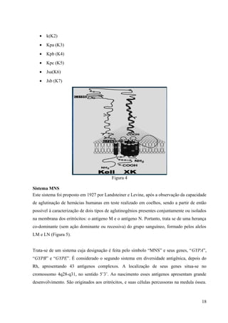 •

k(K2)

•

Kpa (K3)

•

Kpb (K4)

•

Kpc (K5)

•

Jsa(K6)

•

Jsb (K7)

Figura 4
Sistema MNS
Este sistema foi proposto em 1927 por Landsteiner e Levine, após a observação da capacidade
de aglutinação de hemácias humanas em teste realizado em coelhos, sendo a partir de então
possível à caracterização de dois tipos de aglutinogênios presentes conjuntamente ou isolados
na membrana dos eritrócitos: o antígeno M e o antígeno N. Portanto, trata se de uma herança
co-dominante (sem ação dominante ou recessiva) do grupo sanguíneo, formado pelos alelos
LM e LN (Figura 5).
Trata-se de um sistema cuja designação é feita pelo símbolo “MNS” e seus genes, “GYPA”,
“GYPB” e “GYPE”. É considerado o segundo sistema em diversidade antigênica, depois do
Rh, apresentando 43 antígenos complexos. A localização de seus genes situa-se no
cromossomo 4q28-q31, no sentido 5’3’. Ao nascimento esses antígenos apresentam grande
desenvolvimento. São originados aos eritrócitos, e suas células percussoras na medula óssea.

18

 