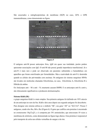 São associados a sialoglicoproteínas de membrana (SGP) no caso, GPA e GPB
transmembranas, como demonstrado na figura.

Figura 5
O antígeno anti-M possui anticorpos frios, IgM em quase sua totalidade, porém podem
apresentar associações com IgG. O anti-M não possui grande importância transfusional. Já o
anti-N é mais raro e pode ser observado em pacientes submetidos a hemodiálises em
aparelhos que foram esterilizados por formoldeídos. Mas a reatividade do anti-N é destruída
quando as células são pré-tratadas com enzimas. Os antígenos do sistema sanguíneo MNSs
são levados em moléculas chamadas Glicoforinas, no caso, Glicoforina A, Glicoforina B e
Híbrido de ambas.
Os Anticorpos anti – M e anti – N, raramente causam DHPR. E os anticorpos anti-S e anti-s,
são clinicamente significativos e produzem aloimunizações.
Sistema Kidd (JK)
o grupo sanguíneo Kidd é o mais simples. Seu primeiro antígeno foi definido em 1951 através
de um anticorpo no soro da Sra. Kidd e dois anos depois seu segundo antígeno foi descoberto.
Para designar este sistema utiliza-se o símbolo “JK”, seu gene “JK” ou “SLC14A”. Possui 3
antígenos, sendo eles Jka, Jkb e Jkc (Figura 6). O gene que codifica esta proteína é encontrado
no cromossomo 18q12-q21, e é composta por 391 aminoácidos, que atravessam 10 vezes a
membrana do eritrócito, como demonstrado na figura logo abaixo. Esta proteína é responsável
pelo transporte de uréia nas células vermelhas do sangue e do rim.

19

 