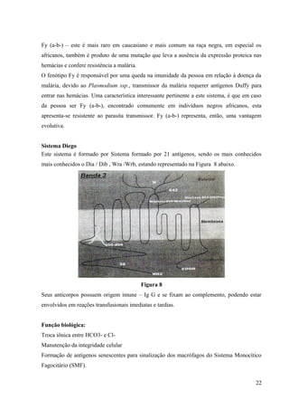 Fy (a-b-) – este é mais raro em caucasiano e mais comum na raça negra, em especial os
africanos, também é produto de uma mutação que leva a ausência da expressão proteica nas
hemácias e confere resistência a malária.
O fenótipo Fy é responsável por uma queda na imunidade da pessoa em relação à doença da
malária, devido ao Plasmodium ssp., transmissor da malária requerer antígenos Duffy para
entrar nas hemácias. Uma característica interessante pertinente a este sistema, é que em caso
da pessoa ser Fy (a-b-), encontrado comumente em indivíduos negros africanos, esta
apresenta-se resistente ao parasita transmissor. Fy (a-b-) representa, então, uma vantagem
evolutiva.
Sistema Diego
Este sistema é formado por Sistema formado por 21 antígenos, sendo os mais conhecidos
mais conhecidos o Dia / Dib , Wra /Wrb, estando representado na Figura 8 abaixo.

Figura 8
Seus anticorpos possuem origem imune – Ig G e se fixam ao complemento, podendo estar
envolvidos em reações transfusionais imediatas e tardias.
Função biológica:
Troca iônica entre HCO3- e ClManutenção da integridade celular
Formação de antígenos senescentes para sinalização dos macrófagos do Sistema Monocítico
Fagocitário (SMF).
22

 