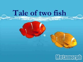 Tale of two fish 
