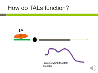 Talens Overview Genome Editing with TALENS | PPTX