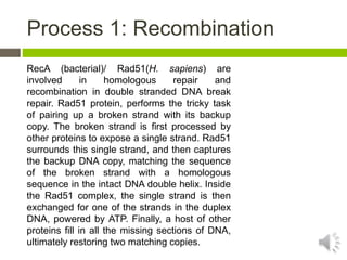 Process 1: Recombination
RecA (bacterial)/ Rad51(H. sapiens) are
involved in homologous repair and
recombination in double stranded DNA break
repair. Rad51 protein, performs the tricky task
of pairing up a broken strand with its backup
copy. The broken strand is first processed by
other proteins to expose a single strand. Rad51
surrounds this single strand, and then captures
the backup DNA copy, matching the sequence
of the broken strand with a homologous
sequence in the intact DNA double helix. Inside
the Rad51 complex, the single strand is then
exchanged for one of the strands in the duplex
DNA, powered by ATP. Finally, a host of other
proteins fill in all the missing sections of DNA,
ultimately restoring two matching copies.
 