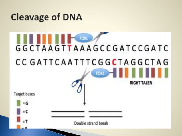 TALENs (Transcription Activatorlike Effector Nucleases) PPT