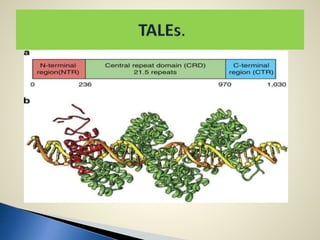 Talens Overview TALENs (Transcription Activator-like Effector Nucleases) | PPTX