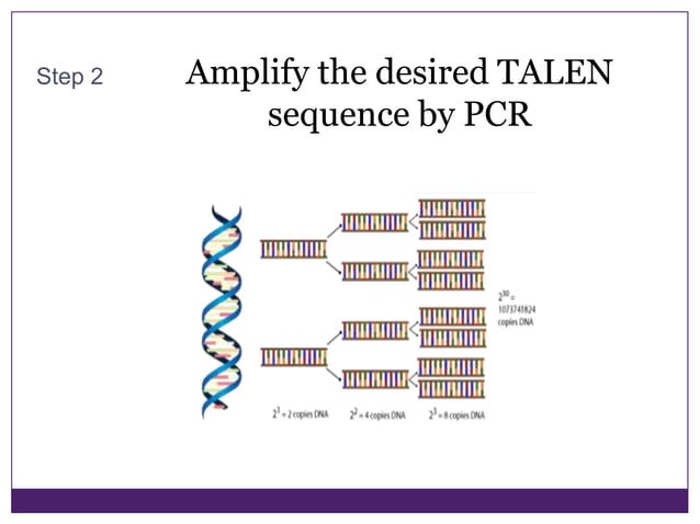 Talen Genetics Talen steps | PPTX