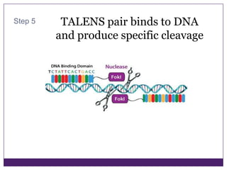 Talen steps | PPTX