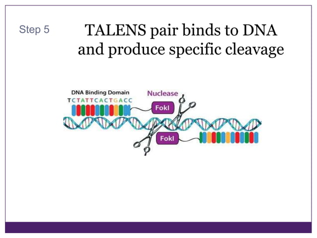 Talens Overview Talen steps | PPTX
