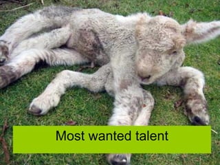Most wanted talent
 