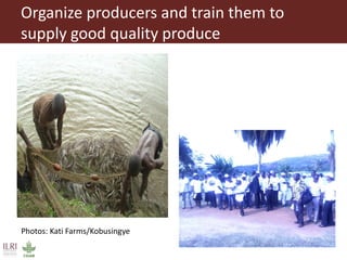 Organize producers and train them to
supply good quality produce
Photos: Kati Farms/Kobusingye
 
