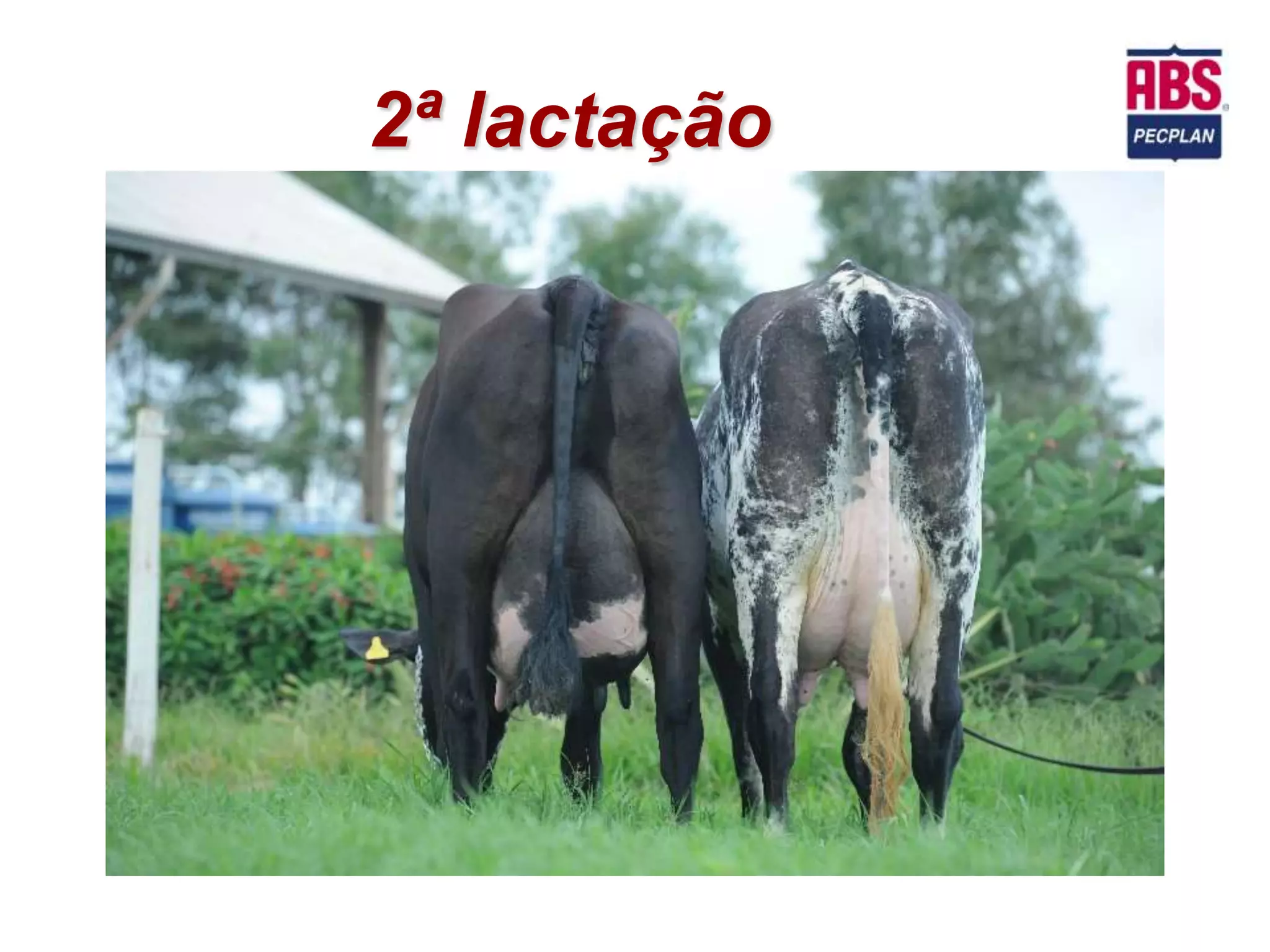 2ª lactação
 