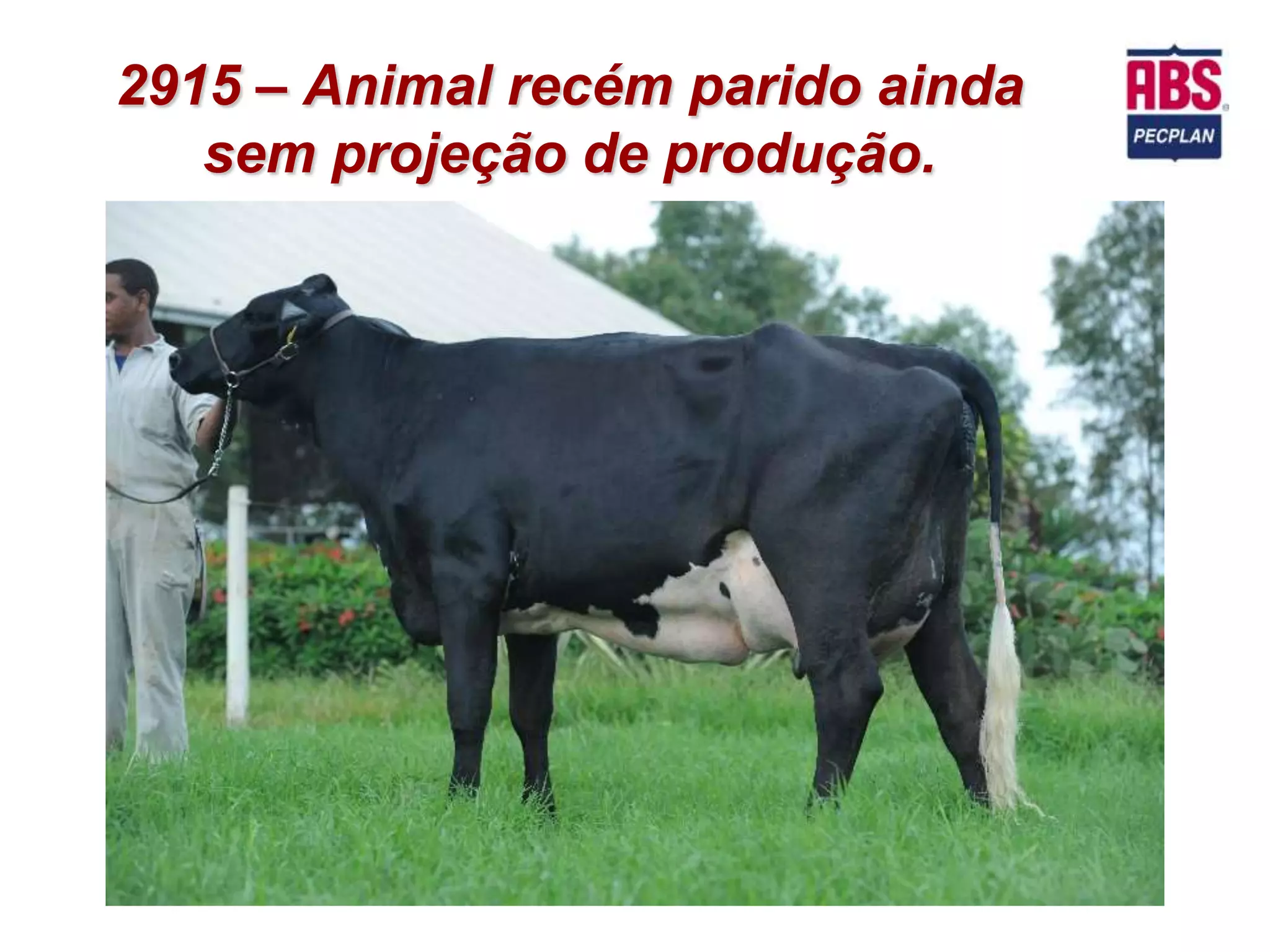 2915 – Animal recém parido ainda
   sem projeção de produção.
 
