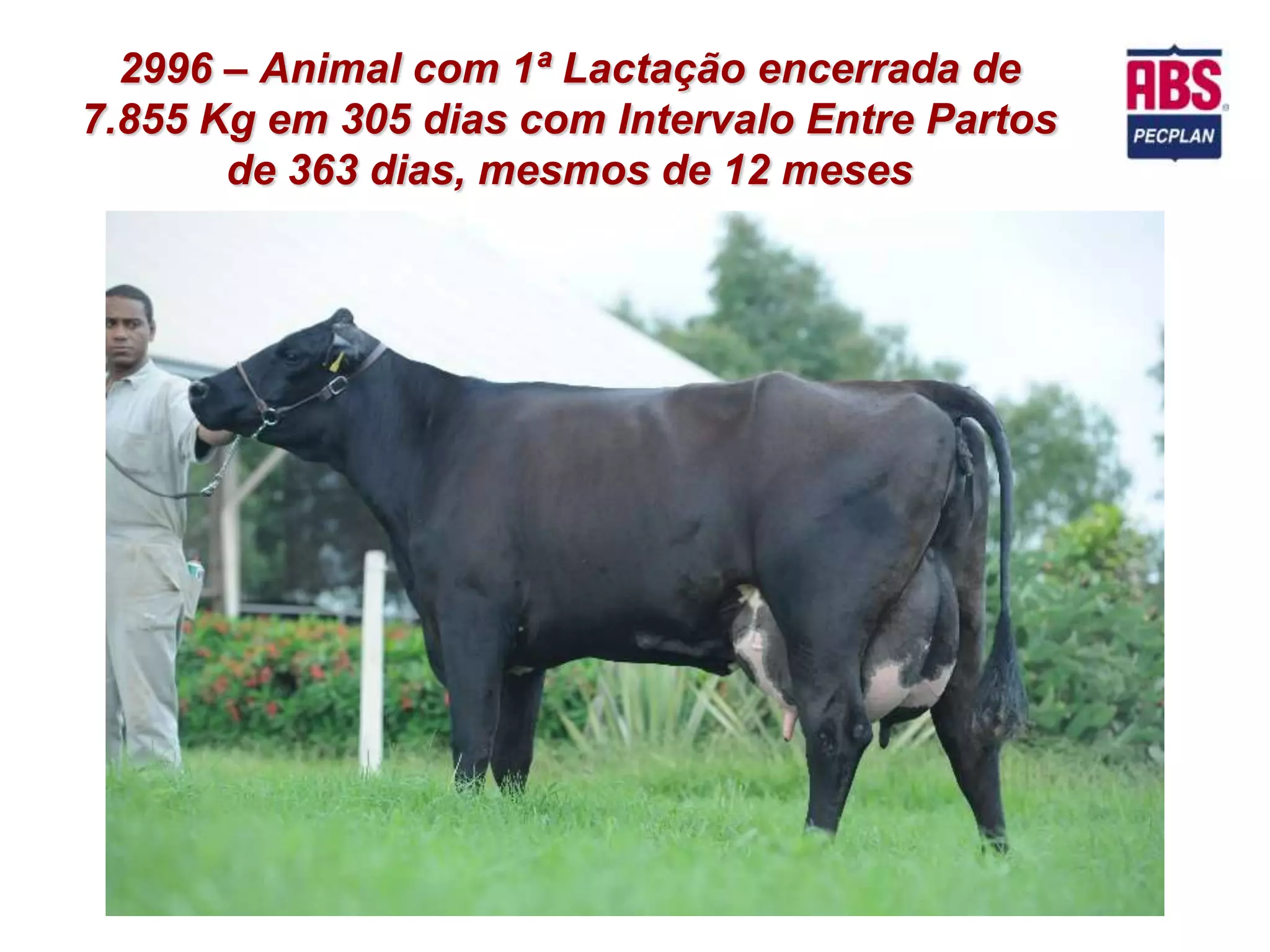 2996 – Animal com 1ª Lactação encerrada de
7.855 Kg em 305 dias com Intervalo Entre Partos
       de 363 dias, mesmos de 12 meses
 