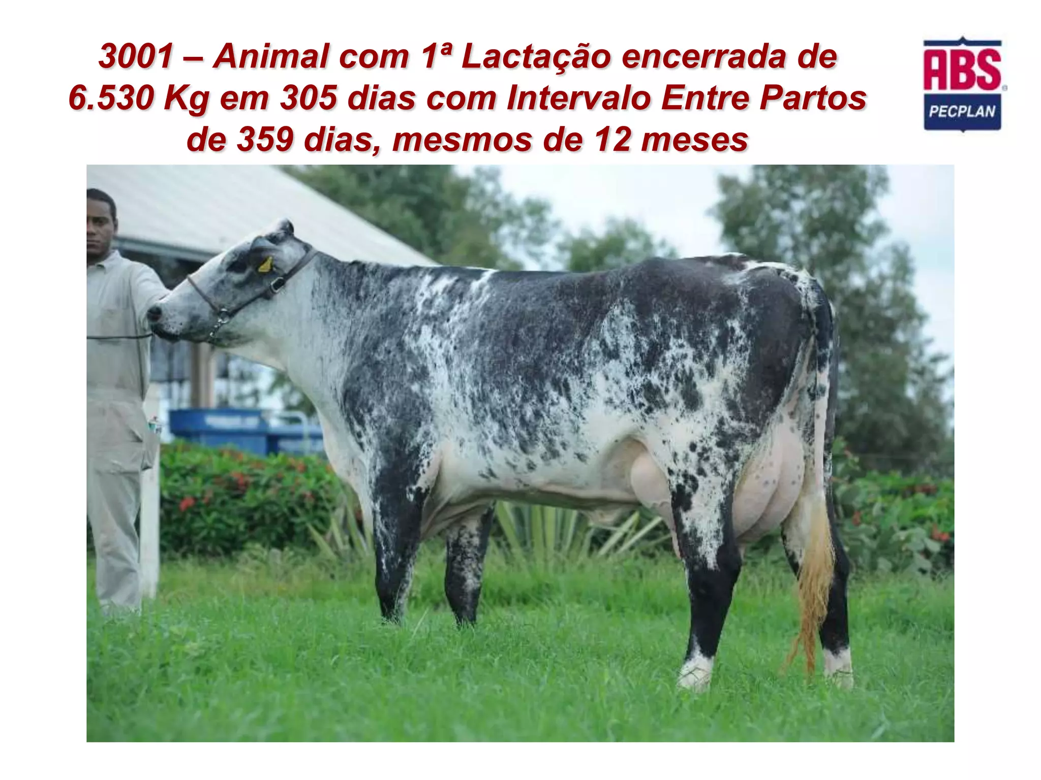 3001 – Animal com 1ª Lactação encerrada de
6.530 Kg em 305 dias com Intervalo Entre Partos
       de 359 dias, mesmos de 12 meses
 