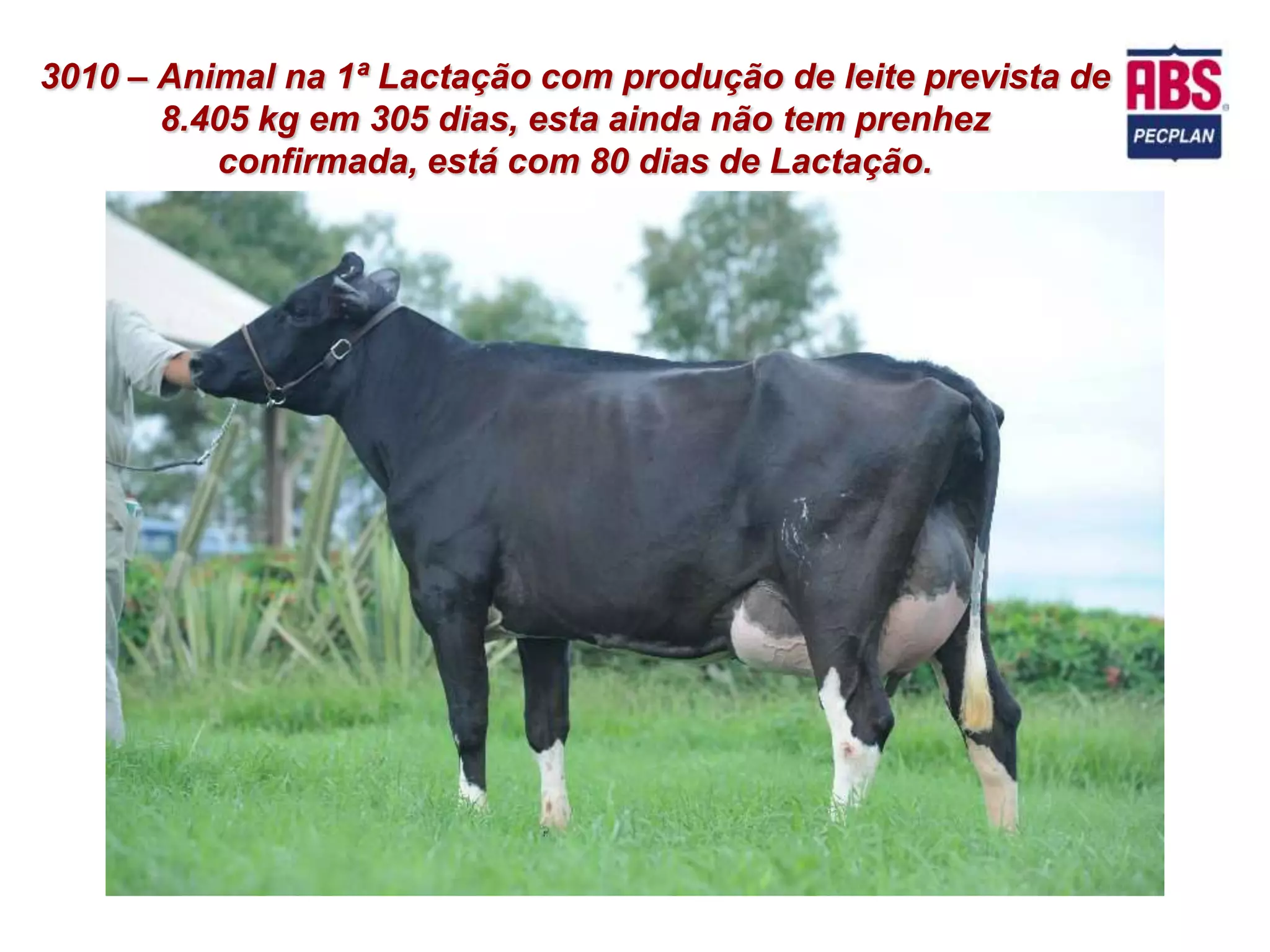 3010 – Animal na 1ª Lactação com produção de leite prevista de
       8.405 kg em 305 dias, esta ainda não tem prenhez
          confirmada, está com 80 dias de Lactação.
 