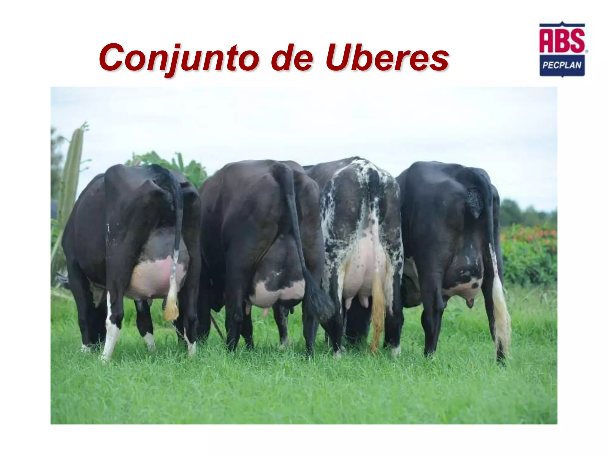 Conjunto de Uberes
 